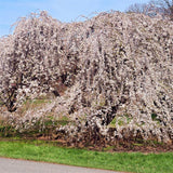 Yoshino Weeping Cherry Tree