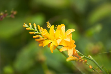 George Davidson Crocosmia