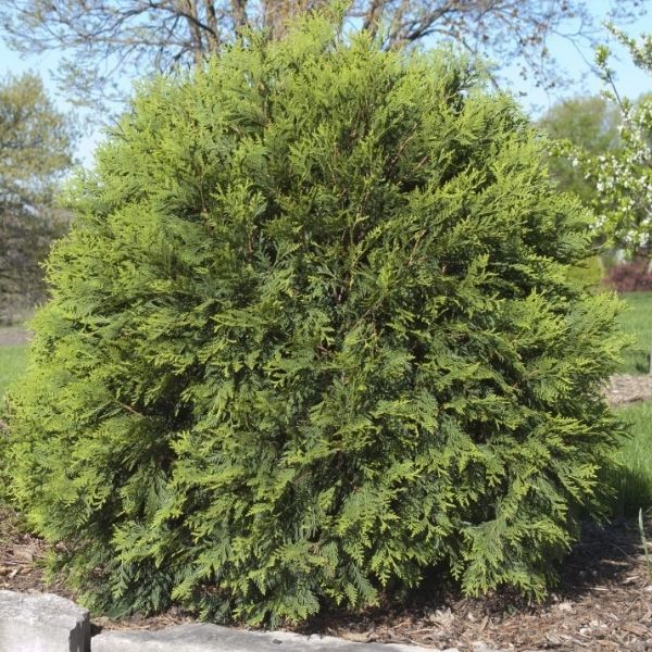 First Editions&reg; Technito&reg; Globe Arborvitae