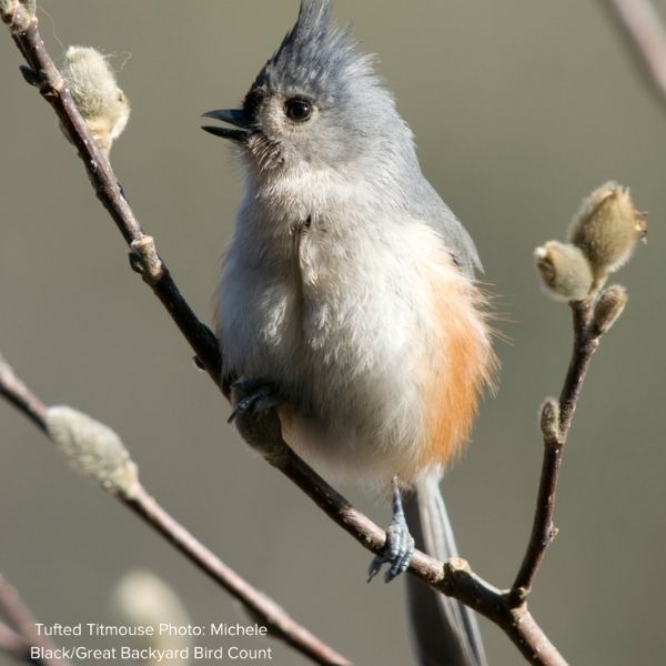 Audubon&reg; Native Hackberry