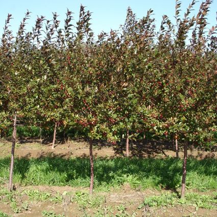 Prairifire Crabapple