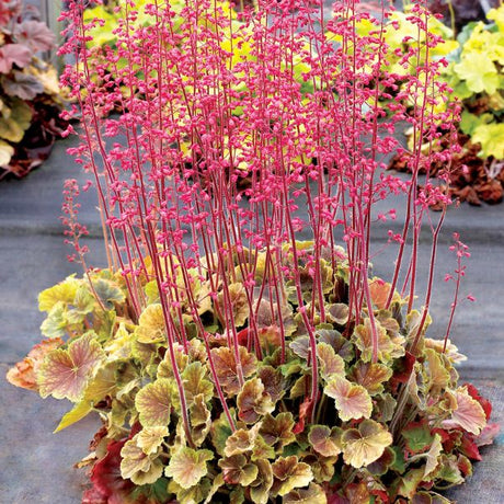 Northern Exposure™ Sienna Coral Bells
