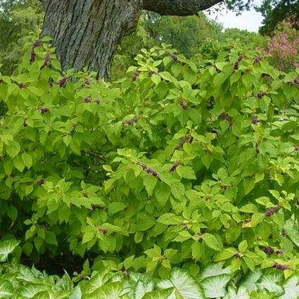 Issai Purple Beautyberry