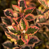 Rainbow Sensation&trade; Weigela