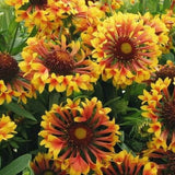 Fanfare Blaze Gaillardia