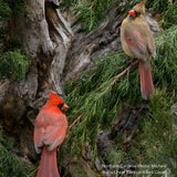 Audubon&reg; Native Tulip Tree