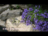 Blue Plumbago Plant