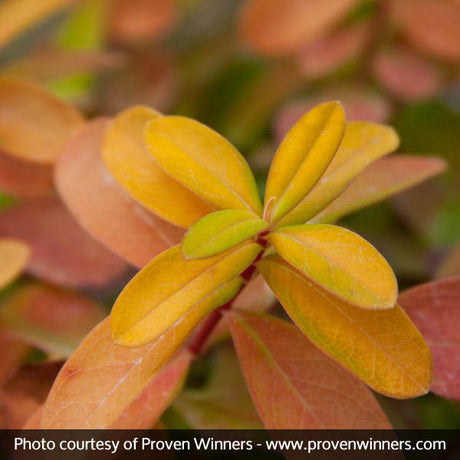 Golden Rule&reg; St. John's Wort