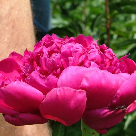 President Roosevelt Peony