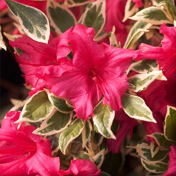 Bollywood&reg; Azalea