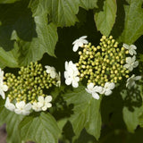 Compact European Cranberrybush Viburnum