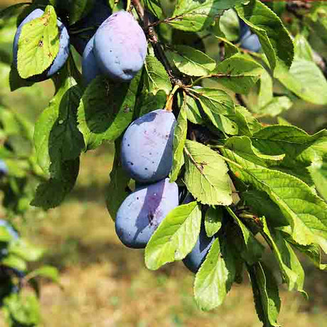 Stanley Prune Plum Tree