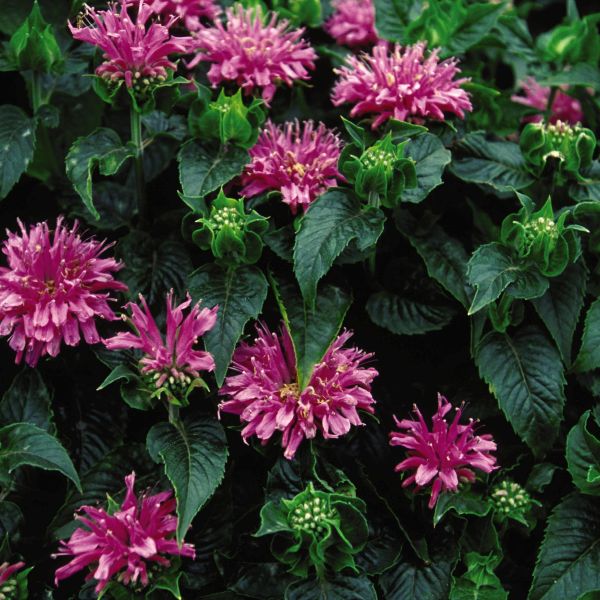 Petite Delight Bee Balm