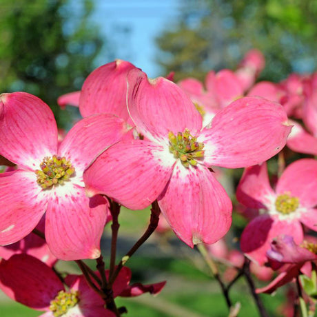 Red Flowering Dogwood