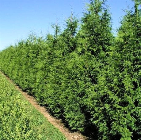 American Arborvitae