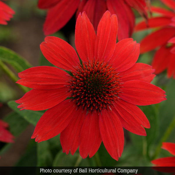 Sombrero Salsa Red Coneflower