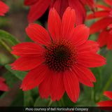 Sombrero Salsa Red Coneflower