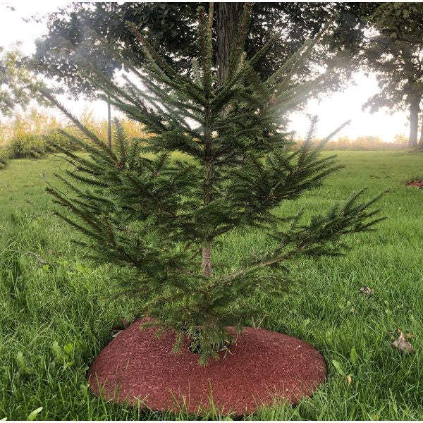 30 Inch Recycled Rubber Mulch Tree Ring