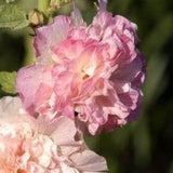 Peaches n Dreams Hollyhock