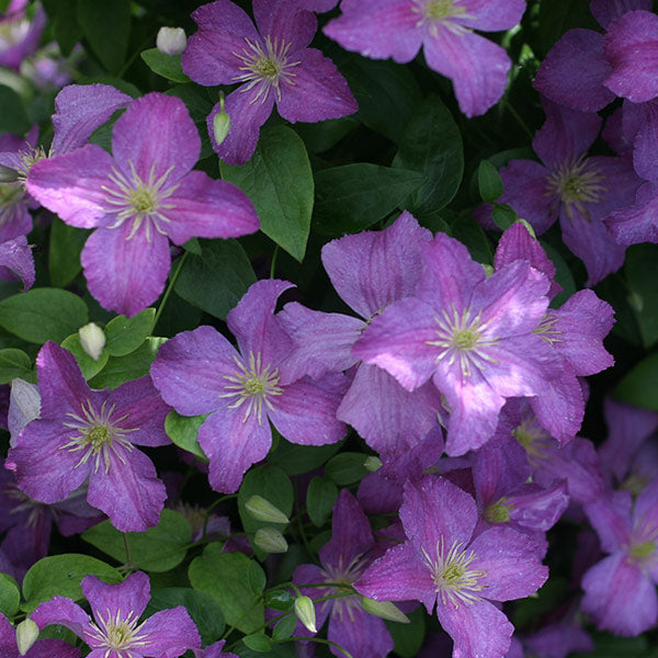 Jolly Good&trade; Clematis