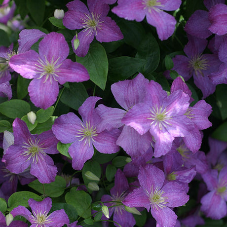 Jolly Good&trade; Clematis