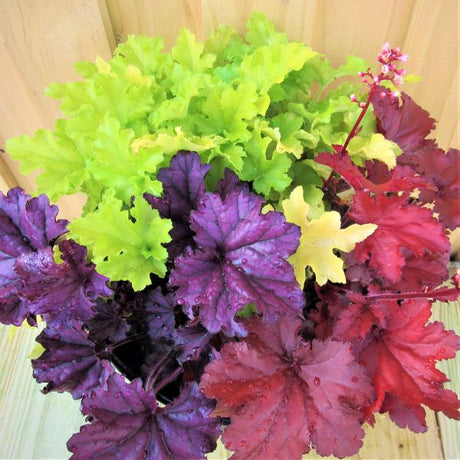 Triple Treat Coral Bells