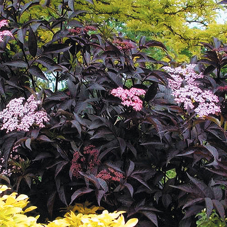 Black Beauty&reg; Elderberry