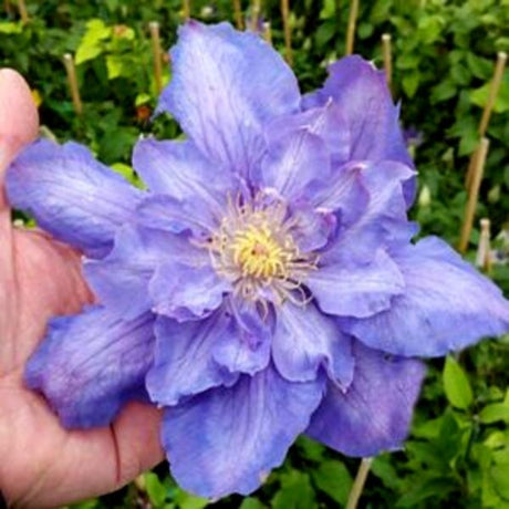 Vyvyan Pennell Clematis