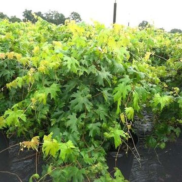 Southern Home Muscadine Hybrid Grape Vine