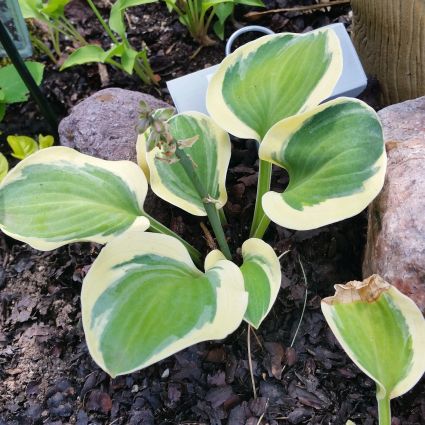 Mighty Mouse Hosta