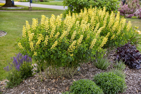 Decadence® Lemon Meringue False Indigo (Baptisia 'Lemon Meringue'), a perennial featuring yellow flowers and perennial.