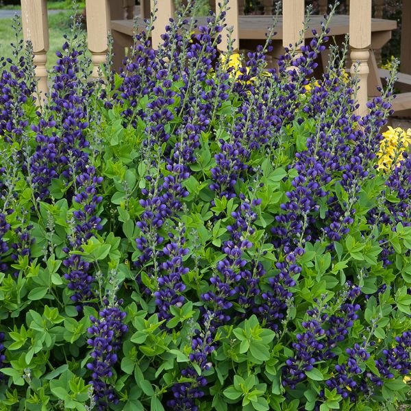 Decadence® Sparkling Sapphires False Indigo - Nature Hills Nursery - Premium #1 Container - 