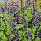 Decadence® Sparkling Sapphires False Indigo - Nature Hills Nursery - Premium #1 Container - 