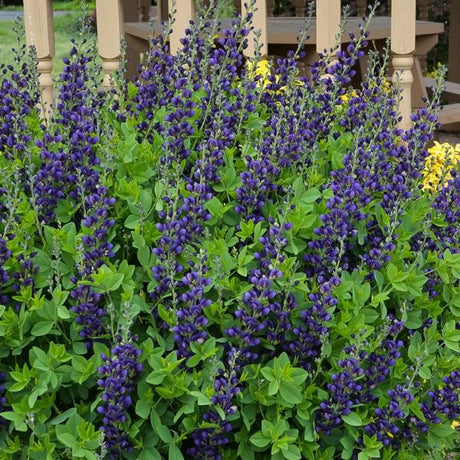 Close-up of purple baptisia flowers on Decadence® Sparkling Sapphires False Indigo blooming in late spring.