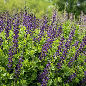 Decadence® Sparkling Sapphires False Indigo (Baptisia x 'Sparkling Sapphires' PP27,904), a perennial featuring purple flowers and perennial.
