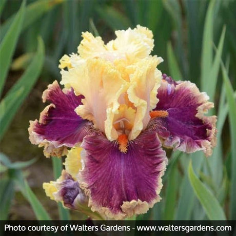 Decadence Tall Bearded Iris - Nature Hills Nursery - Bare Root Iris - 