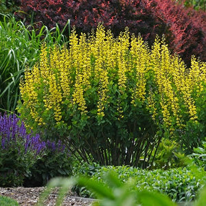 Decadence&reg; Lemon Meringue False Indigo - Nature Hills Nursery - #1 Container - 