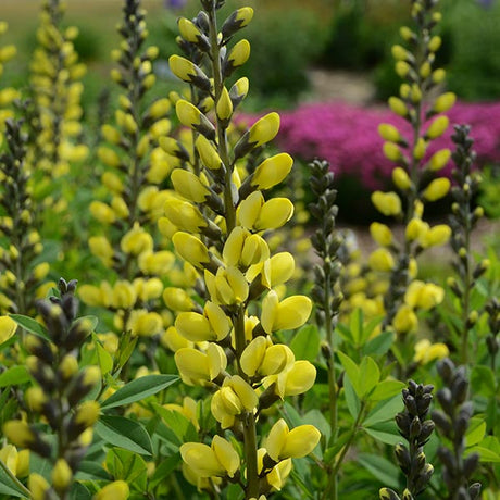 Decadence&reg; Lemon Meringue False Indigo - Nature Hills Nursery - #1 Container - 