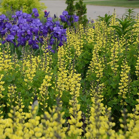 Decadence&reg; Lemon Meringue False Indigo - Nature Hills Nursery - #1 Container - 