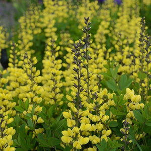 Decadence&reg; Lemon Meringue False Indigo - Nature Hills Nursery - #1 Container - 