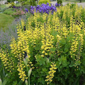 Decadence&reg; Lemon Meringue False Indigo - Nature Hills Nursery - #1 Container - 