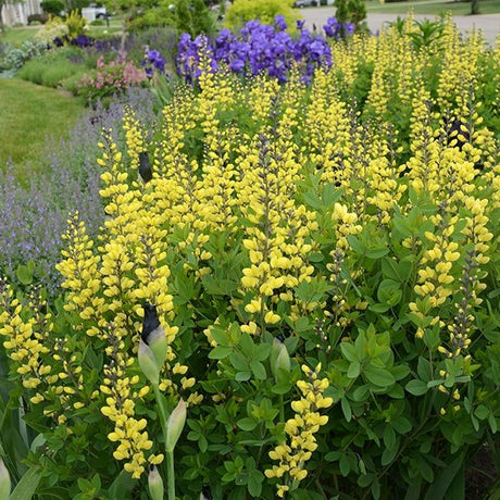 Decadence&reg; Lemon Meringue False Indigo - Nature Hills Nursery - #1 Container - 