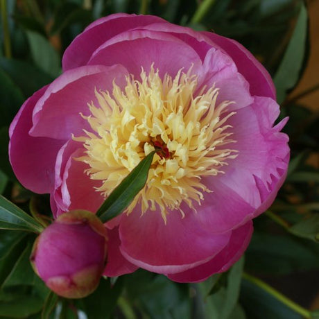 Bowl of Beauty Peony