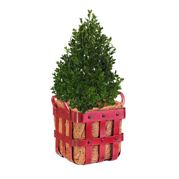 Deck the Halls Green Mountain Boxwood - Nature Hills Nursery - #1 Container - 