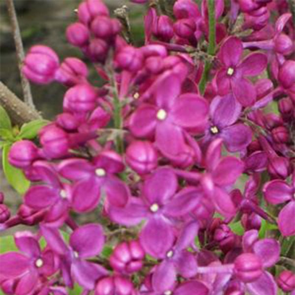Declaration Lilac (Syringa x hyacinthiflora 'Declaration'), a shrub featuring purple flowers and deciduous.