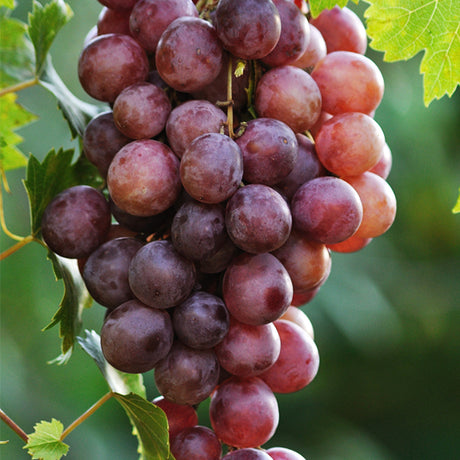 Canadice Grape Vine