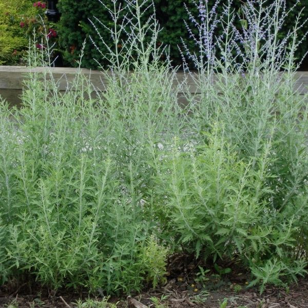 Little Spire Russian Sage