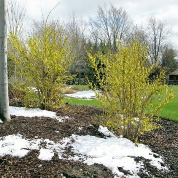 New Hampshire Gold Forsythia