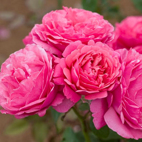 Dee - Lish® Hybrid Tea Rose - Bush - Nature Hills Nursery - 3 Container - 
