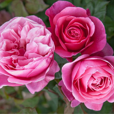 Dee - Lish® Hybrid Tea Rose - Bush - Nature Hills Nursery - 3 Container - 